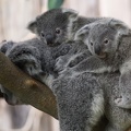 Koalafamilie