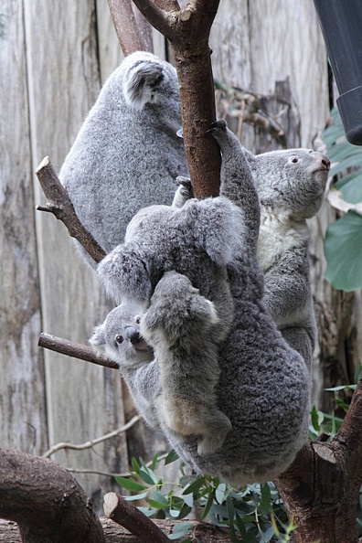 koalafamilien_6890.JPG