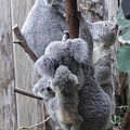 Koalafamilien