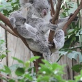 koalas_2481.JPG