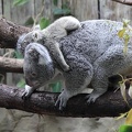 Koalatransport