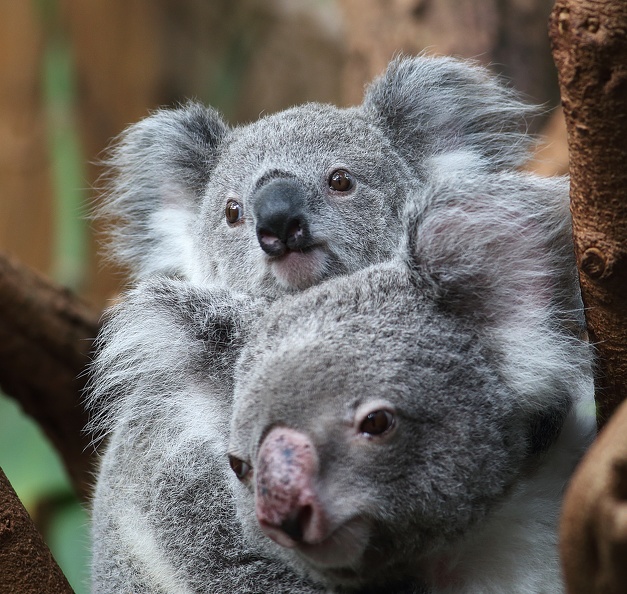 Koalas