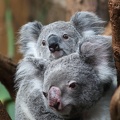 koalas_8713.jpg