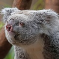 Koalaweibchen
