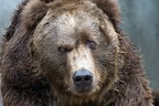 Kodiakbär