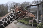 Kuss der Giraffe