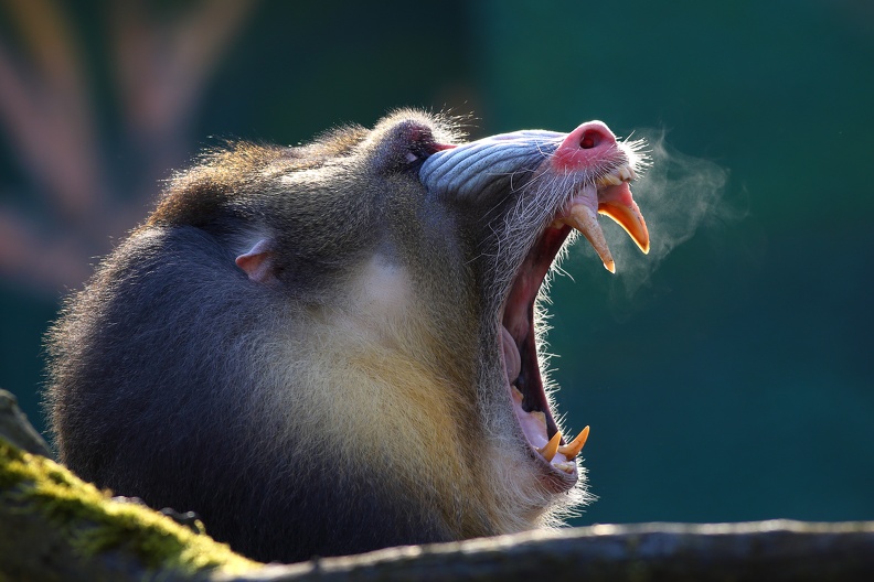 Männliche Mandrills sind wehrhafte Gegner,die mit ihren langen Eckzähnen einen ihrer Hauptfeinde den Leoparden vertreiben können mandrill_8021.jpg