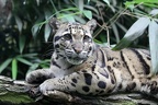 Nebelparder (4374 visits) Nebelparder erreichen eine Kopf-Rumpf-Länge von 60 bis 100 cm. Wegen seines schönen, weichen Fells... Nebelparder