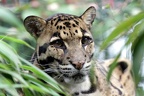 Nebelparder Portrait (5709 visits) Portrait Nebelparder Nebelparder Portrait