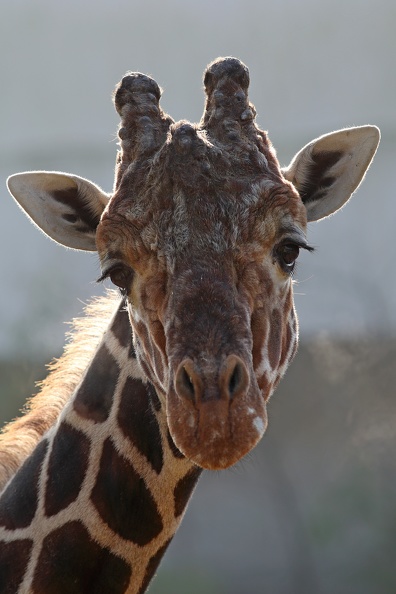 Giraffenbullen haben einen stark verknöcherten Schädel netzgiraffe_8324.jpg