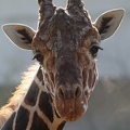 netzgiraffe_8324.jpg