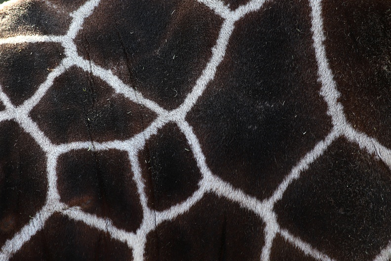 Bei den Netz- und Massai-Giraffen hat jedes Individuum seine ganz charakteristische Fellzeichnung, durch die es sich von allen anderen Artgenossen unterscheidet. Das Fell ist creme- bis ockerfarben und weist unregelmäßige Fleckenmuster auf, die durch dünne weiße Fugen voneinander abgegrenzt sind. Daher stammt auch der Name Netzgiraffe. netzgiraffe_fellzeichnung_8328.jpg