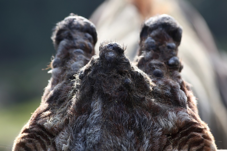 Bei den Stirnzapfen handelt es sich um Knochenzapfen, die mit Haut überzogen sind. Männliche Giraffen nutzen diese Hörner beim innerartlichen Kampf, weshalb der obere Rand dieser Knochenzapfen zumeist blank gerieben ist. netzgiraffe_stirnhoecker_8346.jpg