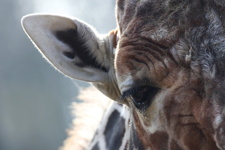 Giraffenaugen sind groß und haben lange geschwungene Wimpern,wer genau hinsieht entdeckt im Auge die Spiegelung von Zoobesuchern netzgiraffenauge_8340.jpg