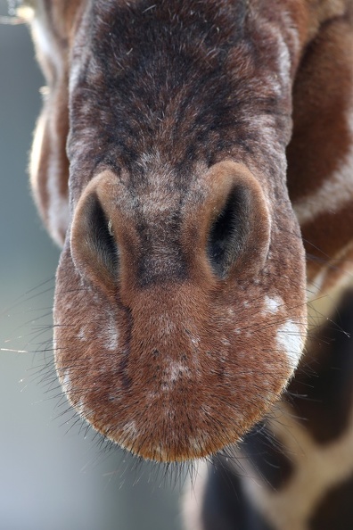 Die Nasenlöcher im Giraffenmaul können verschlossen werden netzgiraffenmaul_8348.jpg