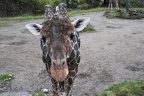 Neugierige Giraffe