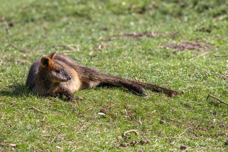 Bergkänguru