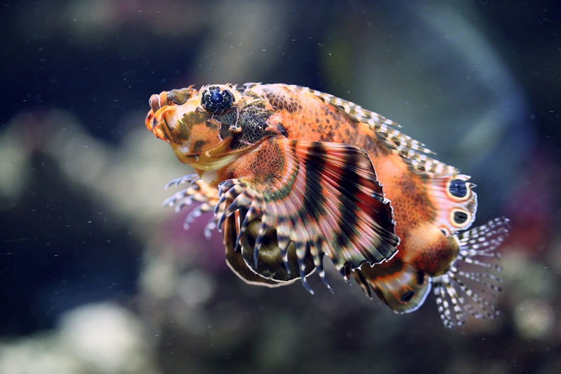 Pfauenaugen Zwergfeuerfisch