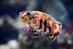 Pfauenaugen Zwergfeuerfisch