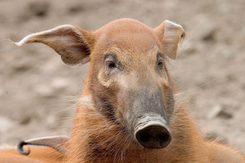 Pinselohrschwein