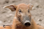 Pinselohrschwein