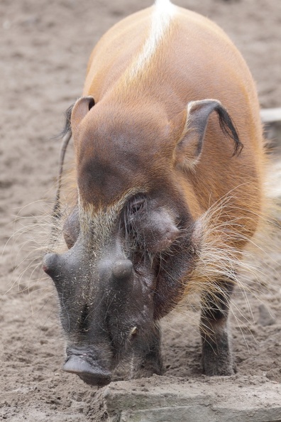 pinselohrschwein_0919.JPG