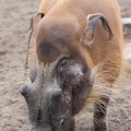 pinselohrschwein_0919.JPG