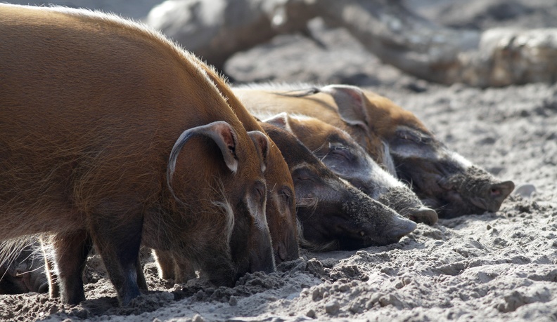 Pinselohrschweine