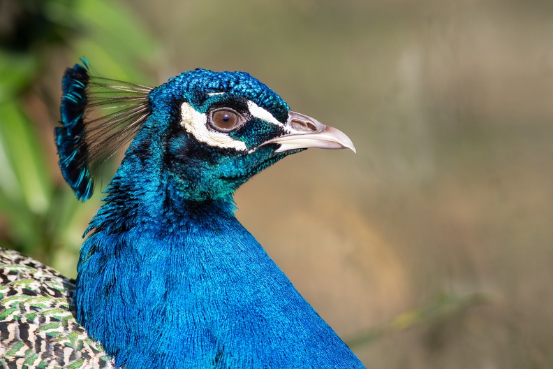 Pfauenhahn im Porträt portrait_pfau_0253.jpg