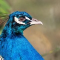 portrait_pfau_0253.jpg