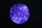 Quallenaquarium (2413 visits) Das neue Quallenaquarium sieht aus der Ferne aufgenommen wie eine Erdaufnahme der NASA aus. Quallenaquarium