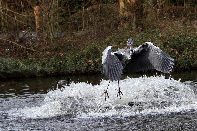 Reiherflug