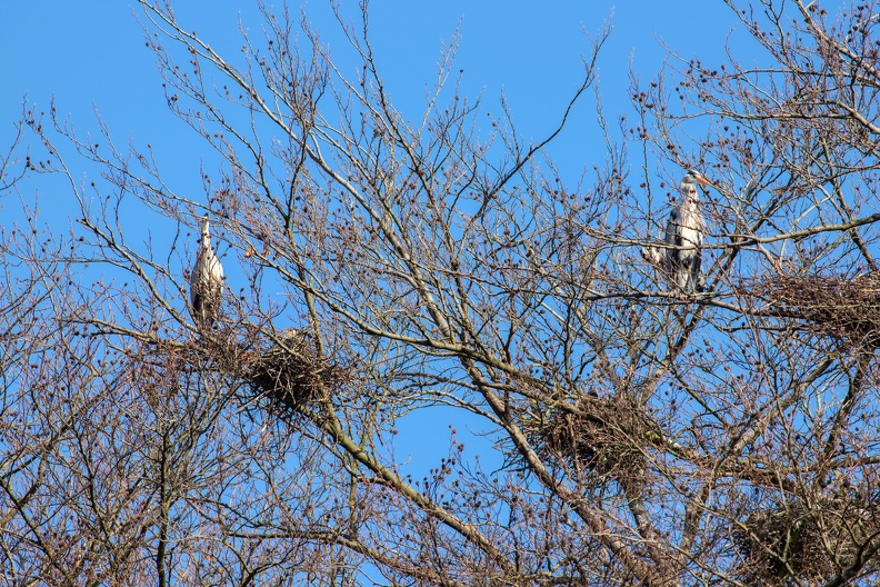 Früh im Jahr ist die Graureiherkolonie besetzt,bereits im März beginnt der Nestbau reiherkolonie_0236.jpg