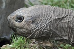 Seychellen Riesenschildkroete