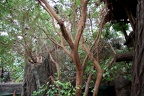 Rio Negro Tropenhalle (2103 visits) Blick in die Rio Negro Tropenhalle mit typischen Gewächsen aus Südamerika Rio Negro Tropenhalle