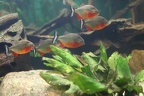 Rote Piranhas