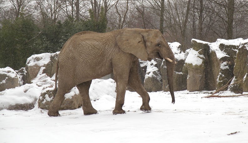 schneeelefant_6311.JPG