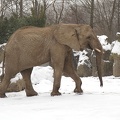 Schneeelefant