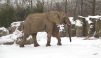 Schneeelefant