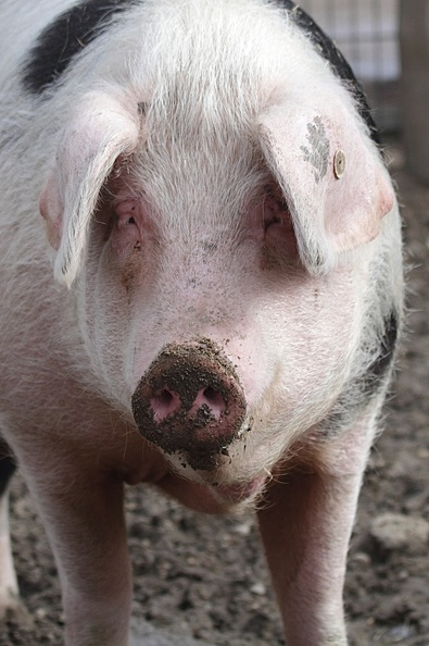 Schweineportrait