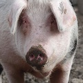 Schweineportrait