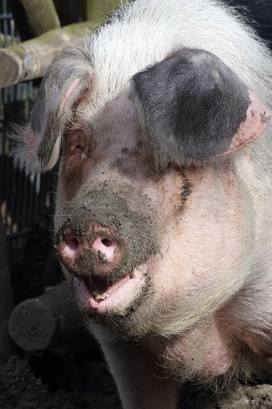 Bentheimer Landschwein im Portrait schweineportrait_3009.jpg