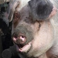 Schweineportrait