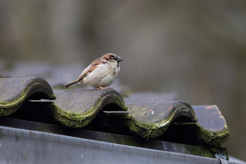 Sperlingsmännchen singen im Frühjahr zum Anlocken von Partnern und zur Markierung ihres Reviers. spatz_8562.jpg