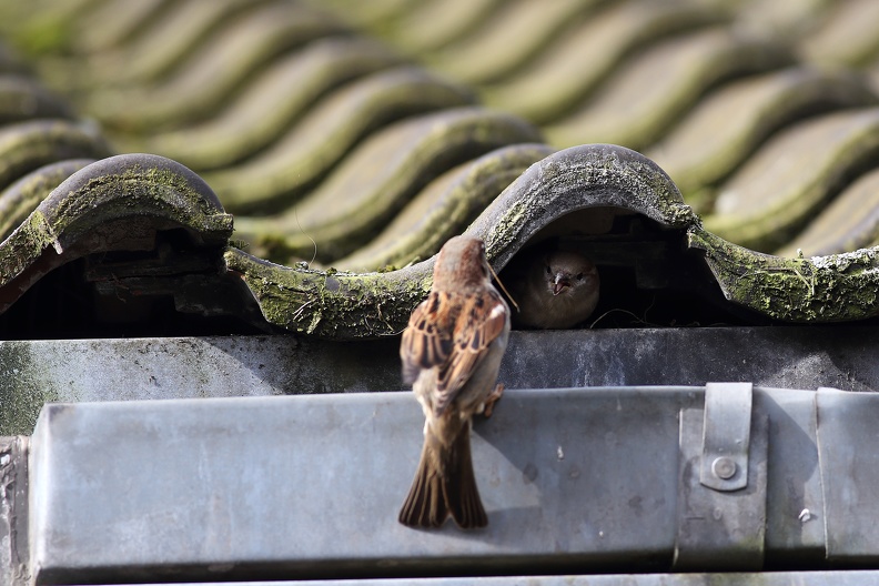 Haussperlinge sind Kulturfolger und haben alle Lebensräume erobert,dieses Paar beginnt gerade mit dem Nestbau unter Dachziegeln des Raubtierhauses. spatzen_8576.jpg