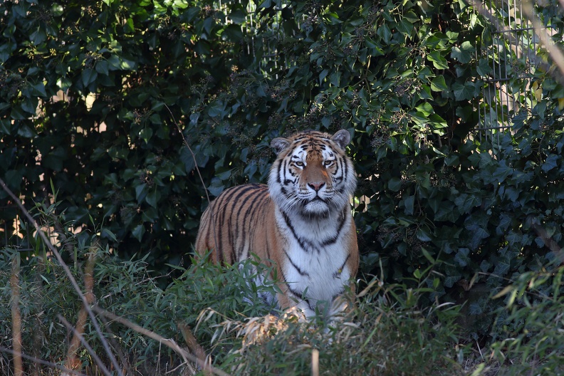 Tigerweibchen