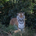 tigerweibchen_9263.jpg