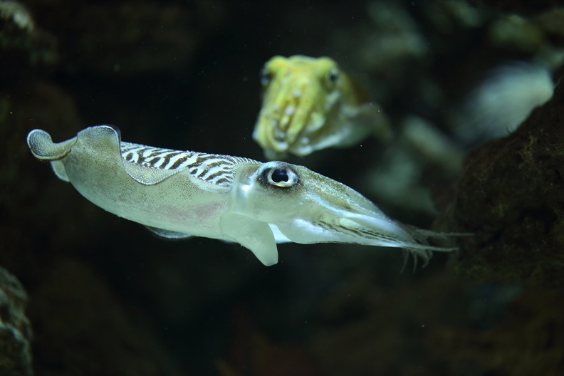 Gewöhnlicher Tintenfisch