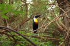 Dottertukan (2549 visits) Dottertukan in tropischer Vegetation der Rio Negro Tropenhalle Dottertukan