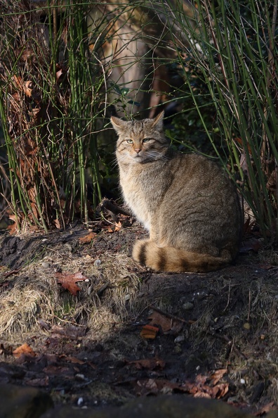 wildkatze_1_2785.jpg